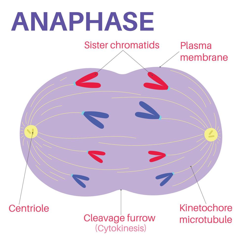 Anaphase is stage of cell division. vector