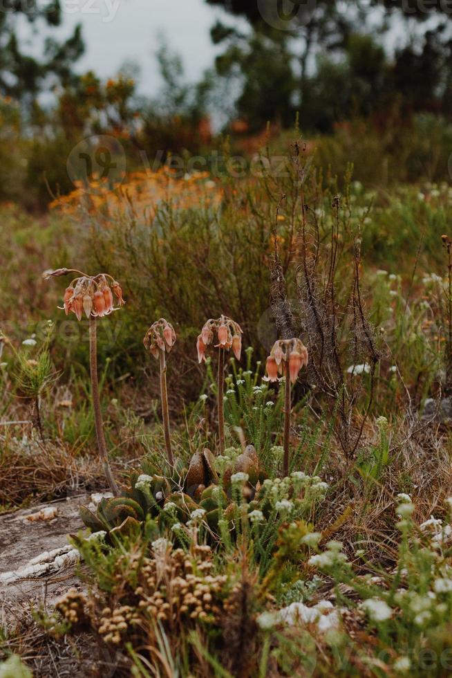 South African Fynbos photo