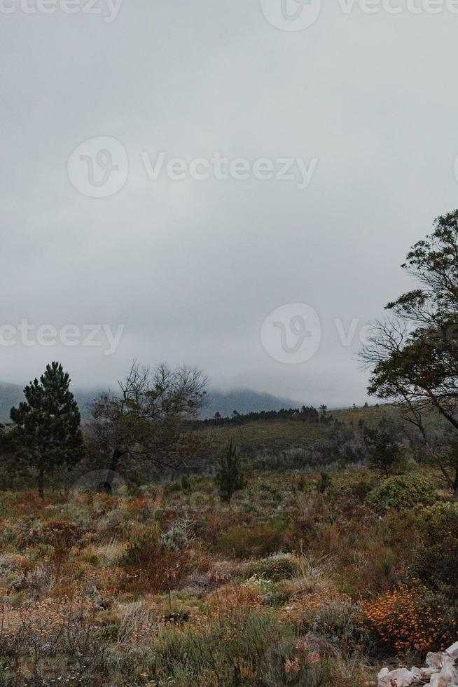 South African Fynbos photo