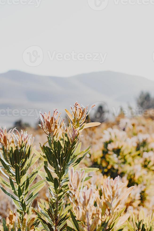 South African Fynbos photo
