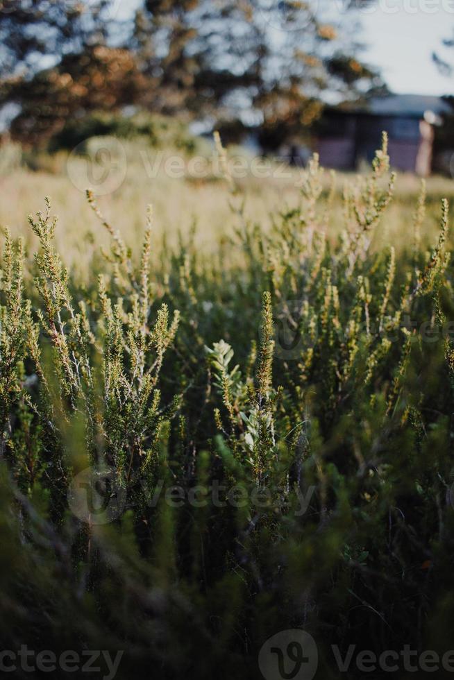 South African Fynbos photo