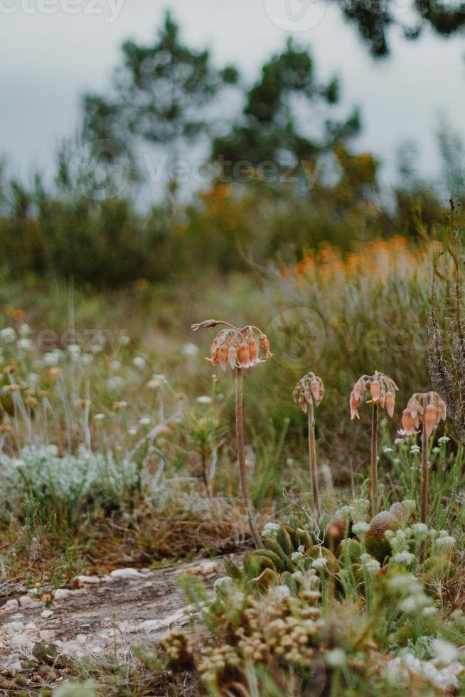 South African Fynbos photo