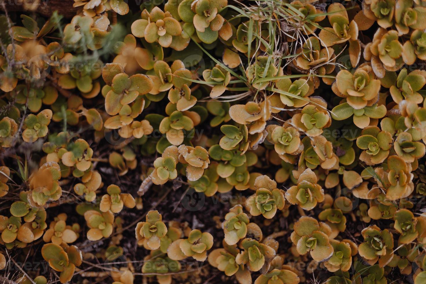 South African Fynbos photo