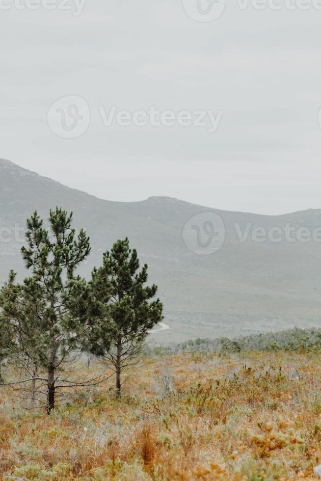 South African Fynbos photo