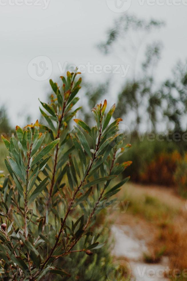 South African Fynbos photo