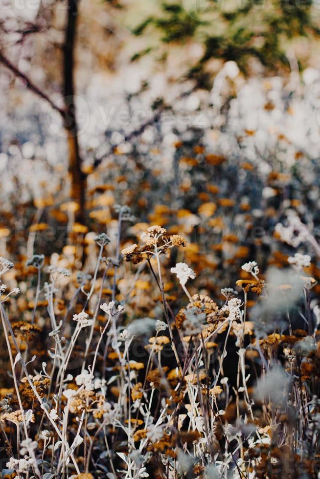 South African Fynbos photo