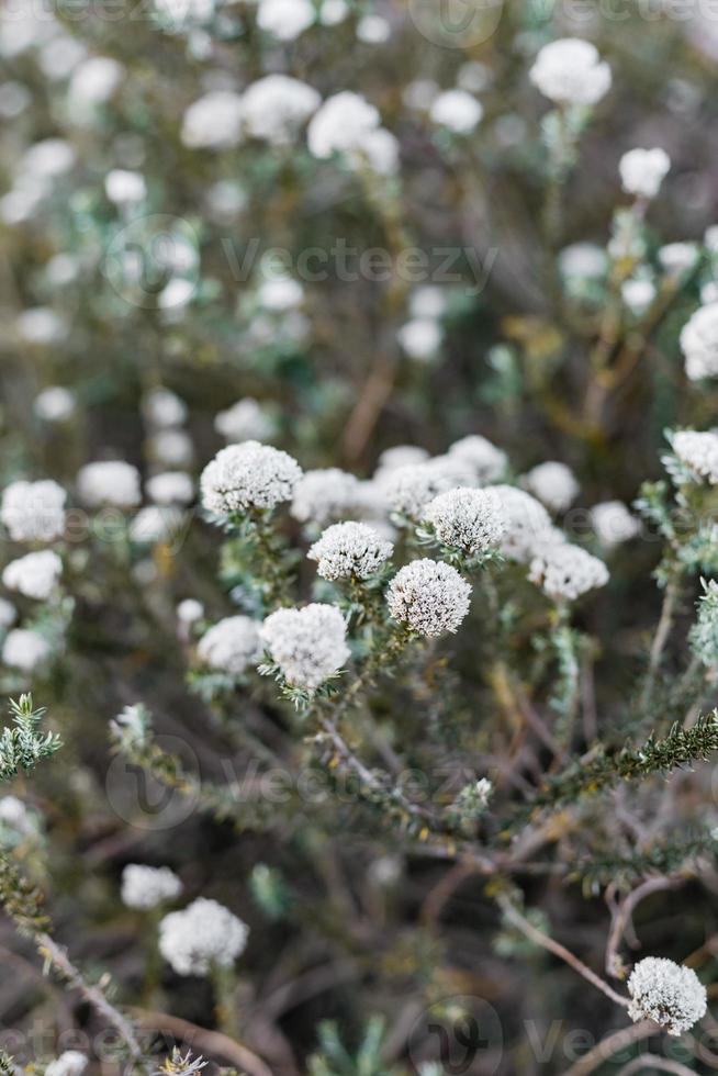 South African Fynbos photo