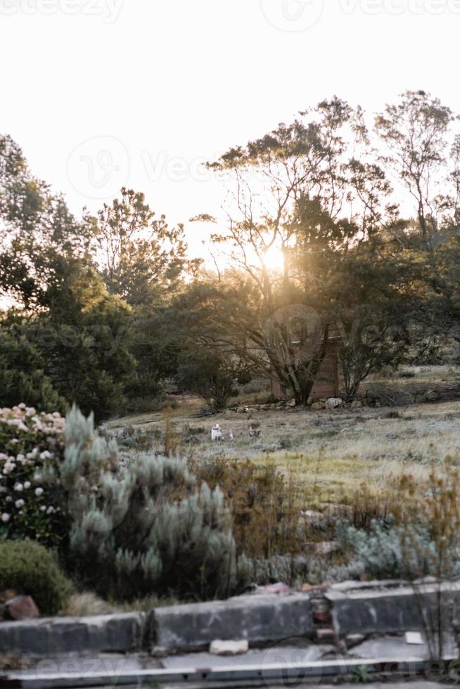 South African Fynbos photo