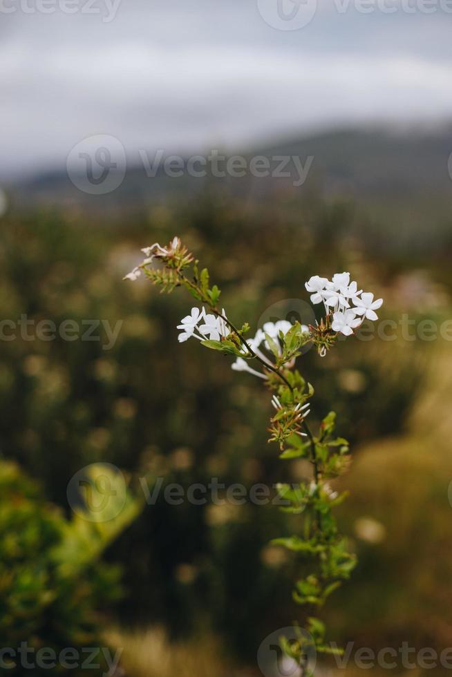 South African Fynbos photo