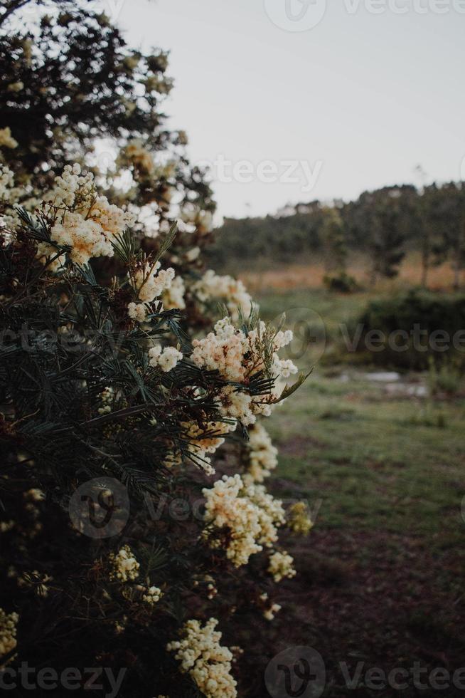 South African Fynbos photo