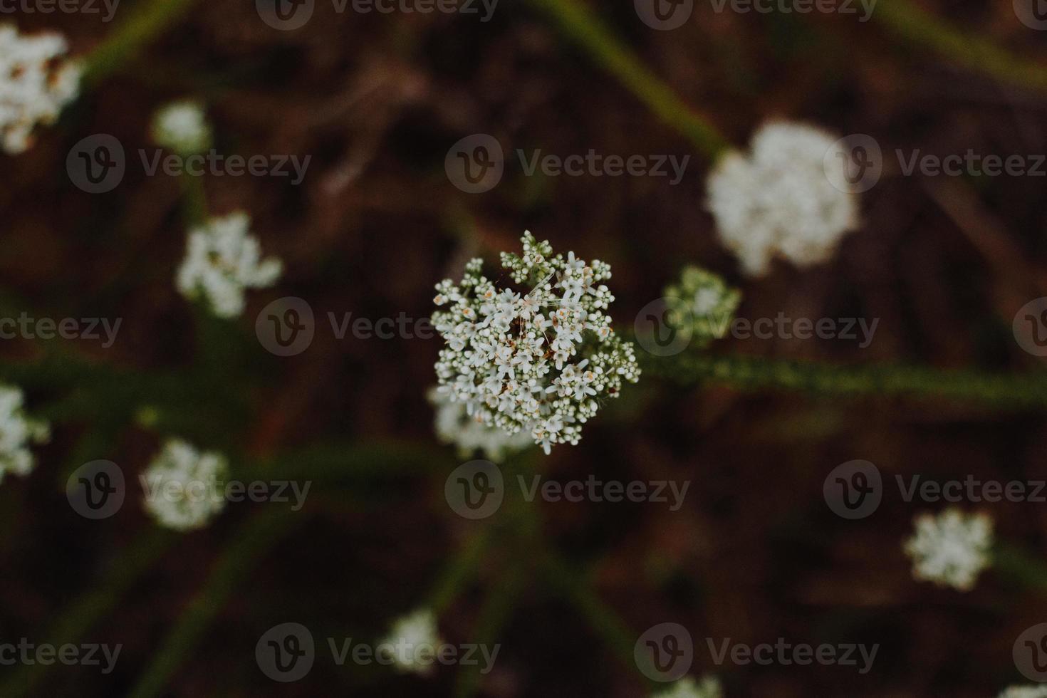 South African Fynbos photo