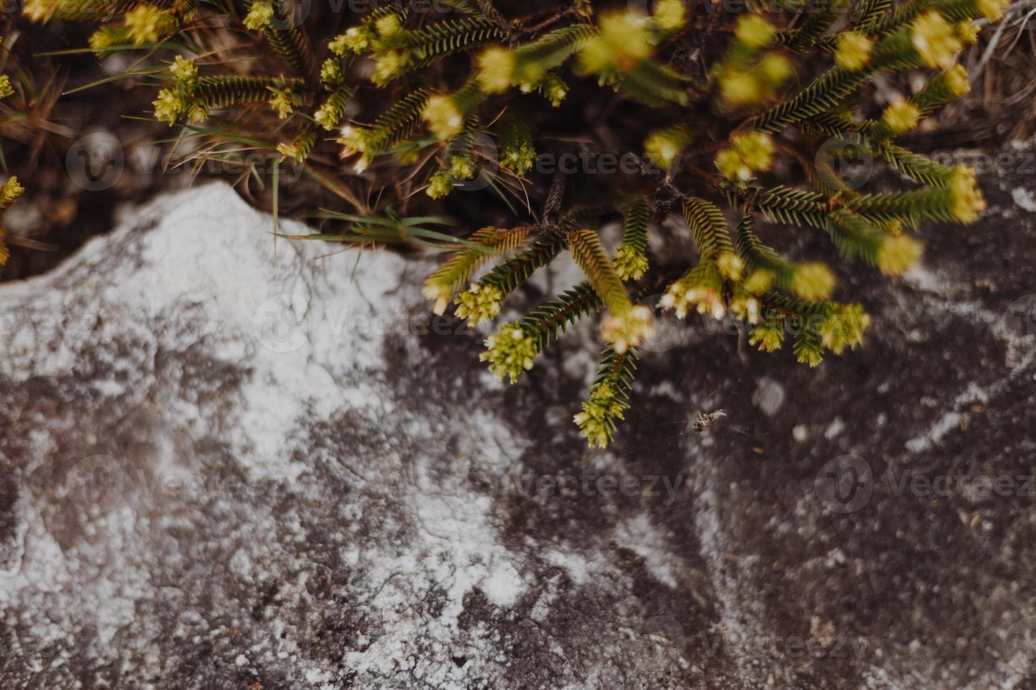 South African Fynbos photo