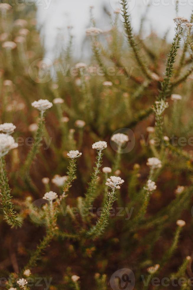 South African Fynbos photo