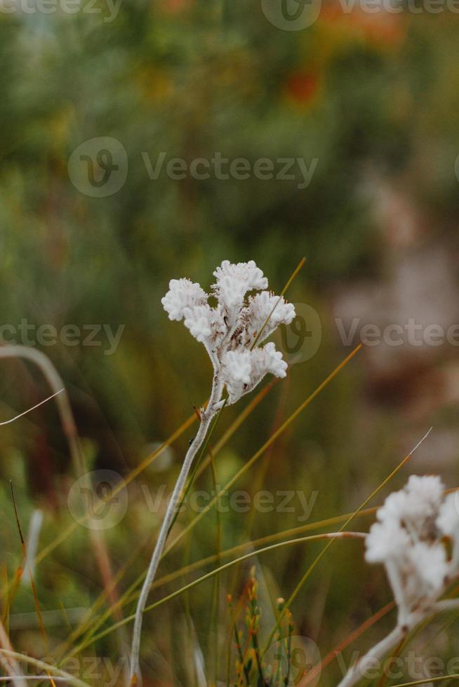 South African Fynbos photo