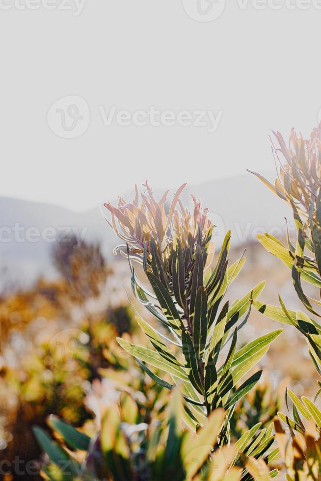 South African Fynbos photo