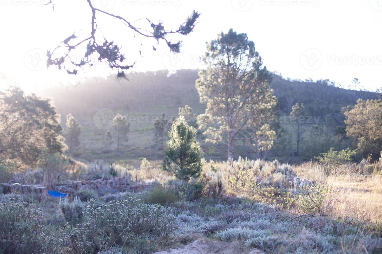 South African Fynbos photo