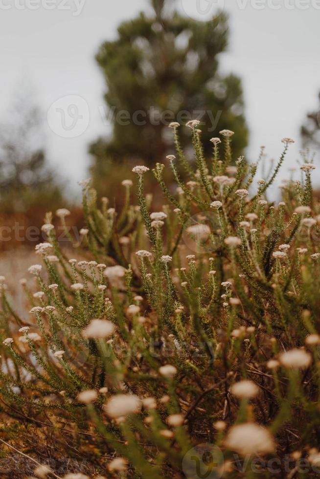 South African Fynbos photo