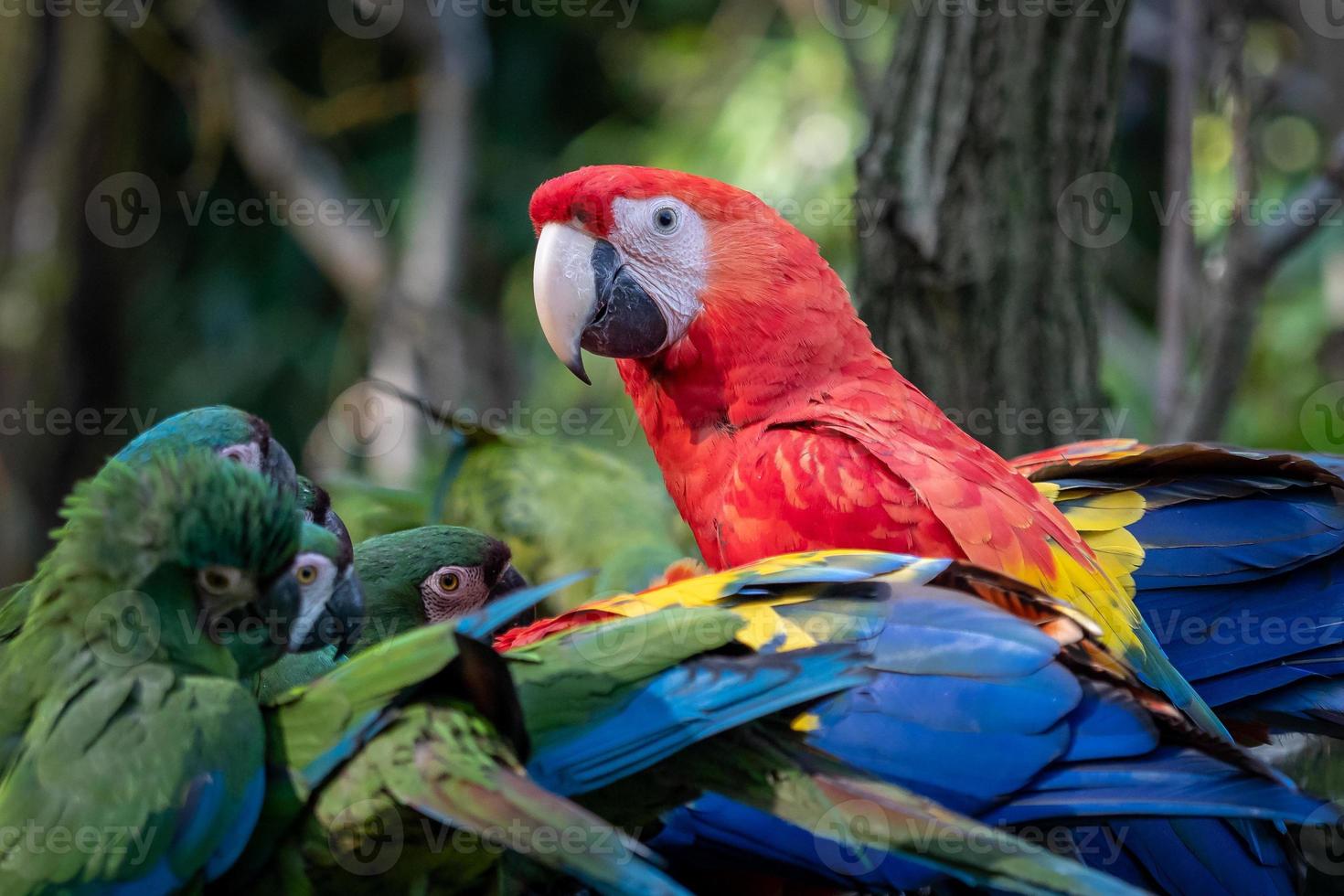Group of Ara parrots, Red parrot Scarlet Macaw, Ara macao and military macaw photo