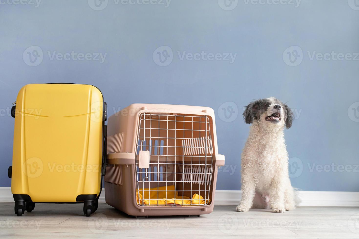 Cute bichon frise dog sitting by travel pet carrier, blue wall background photo