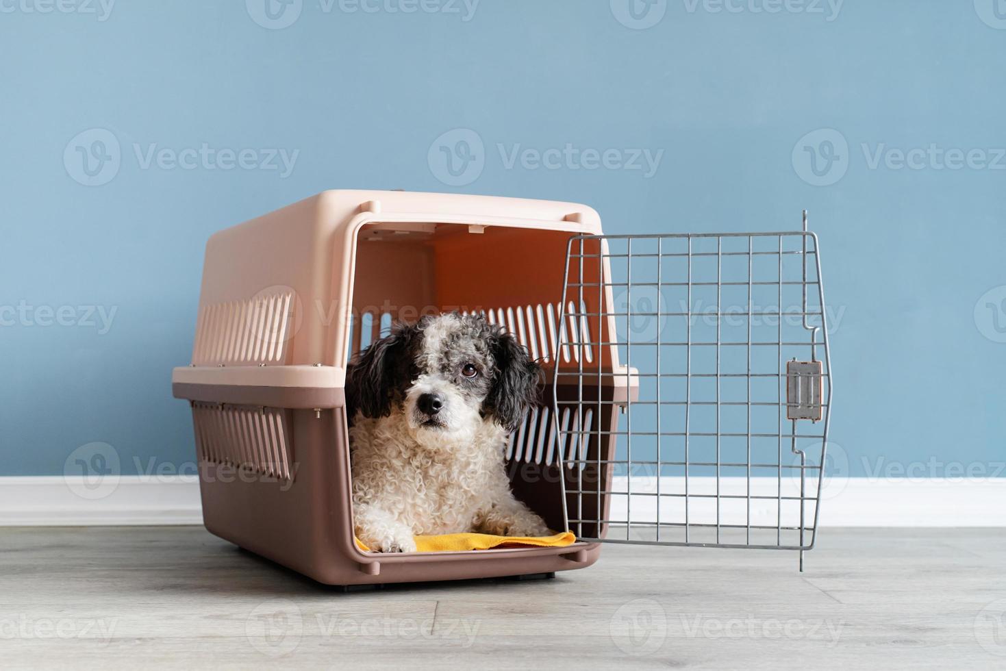 Cute bichon frise dog lying in travel pet carrier, blue wall background photo