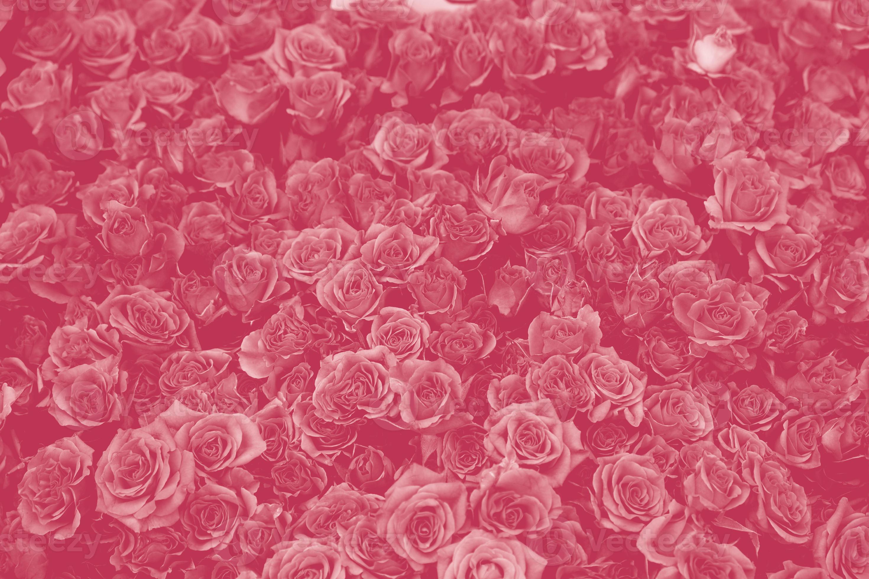 Premium Photo | Pink roses background