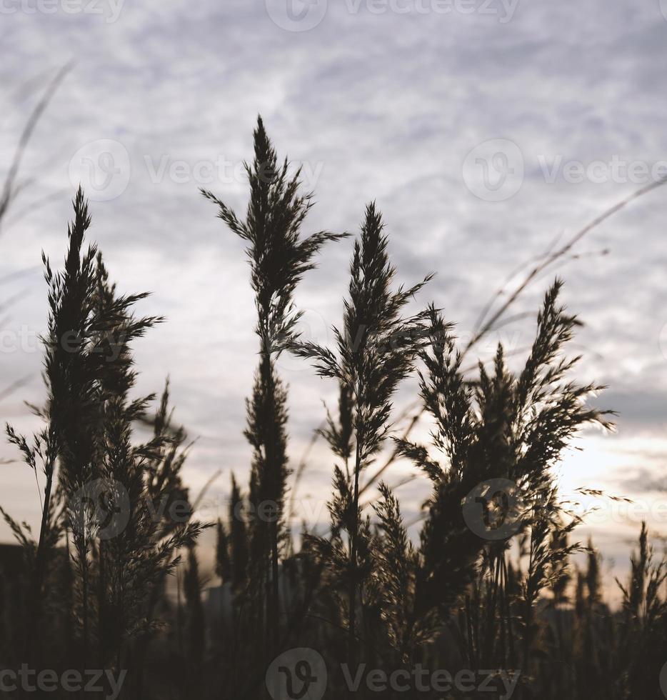 cañas doradas se mecen en el viento contra el cielo del atardecer. fondo natural abstracto. patrón con colores neutros. concepto minimalista, elegante y de tendencia. hierba de juncia dorada, caña seca, capa de caña, semillas de caña. foto