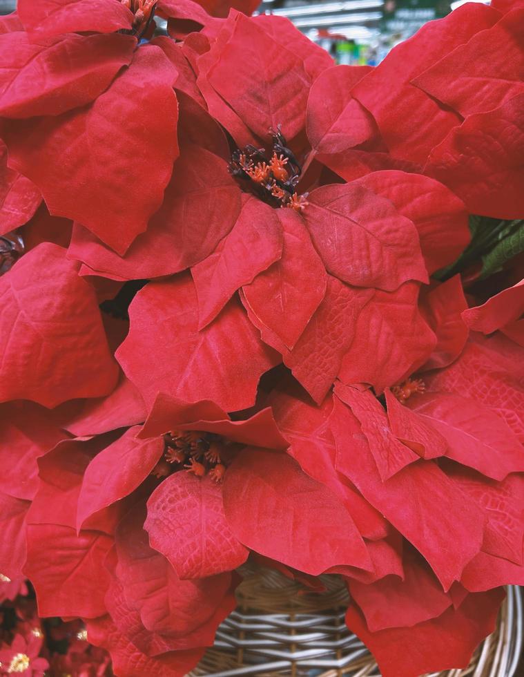 Closeup of red poinsettia flowers - Euphorbia pulcherrima. Red poinsettia, traditional colourful Christmas pot plants, for sale in a garden centre. Group of Christmas red poinsettia plants. photo