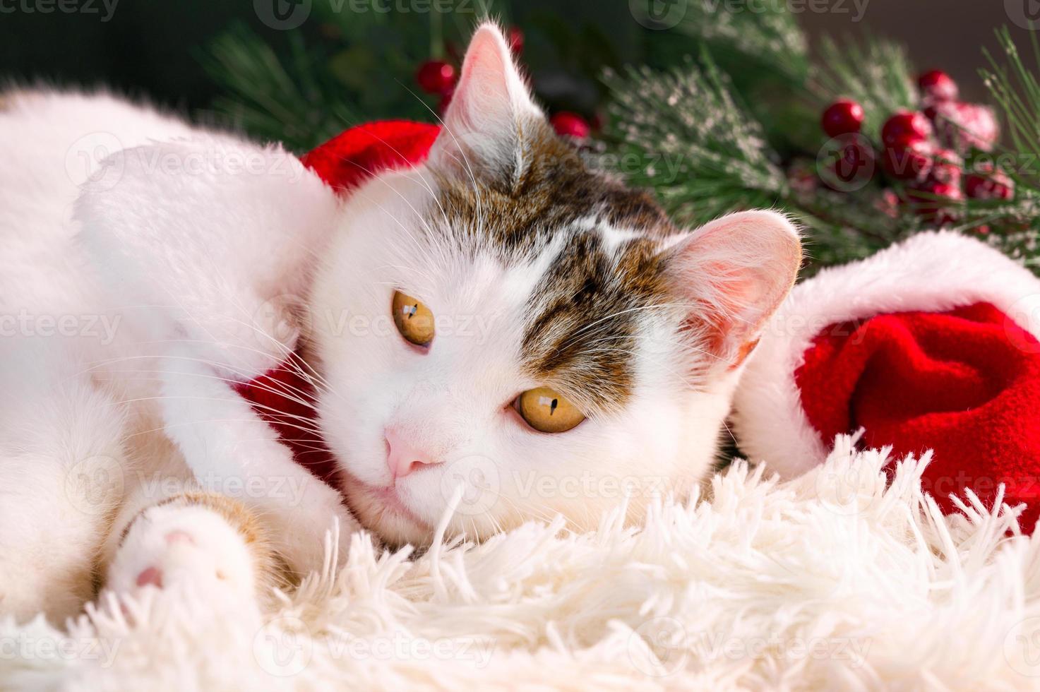 Closeup portrait of domestic cat with big yellow eyes lying near chirstmas ornament. Winter holidays card. photo