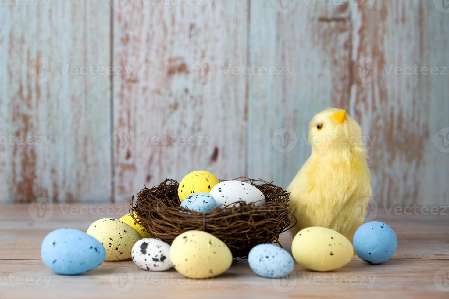 Easter greeting card with yellow chicken near the nest full of eggs.Colorful banner in white,yellow and white photo