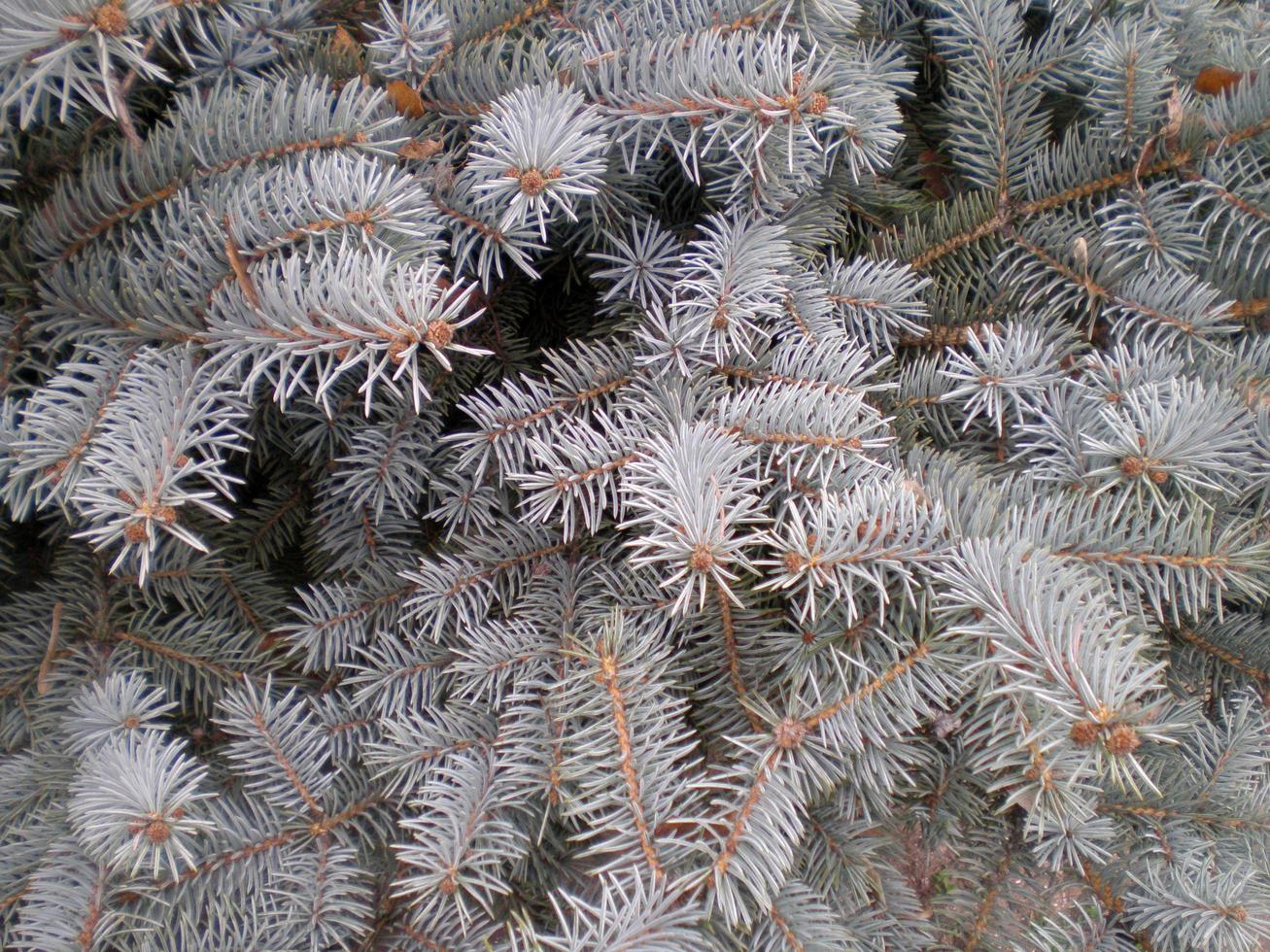 View on thickets of spruce branches photo