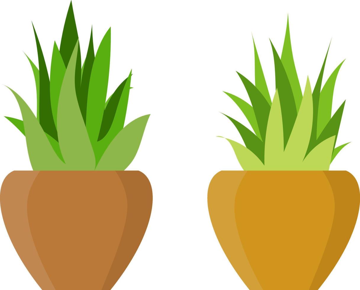 vector graphic illustration, aloe vera plant, flat illustration, house plant ideas