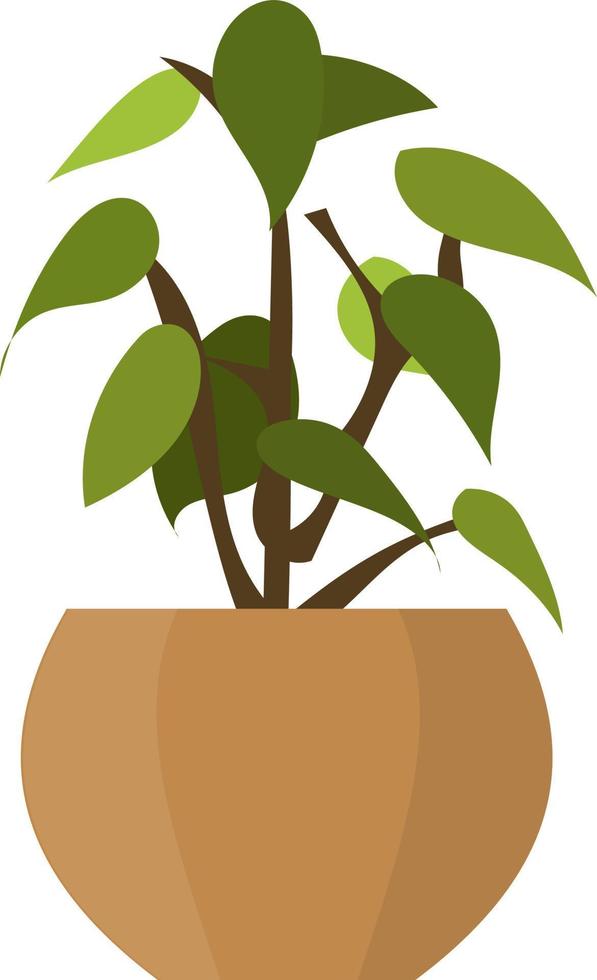 Vector Graphic Illustration, philodendron plant, houseplant indoor design, potted