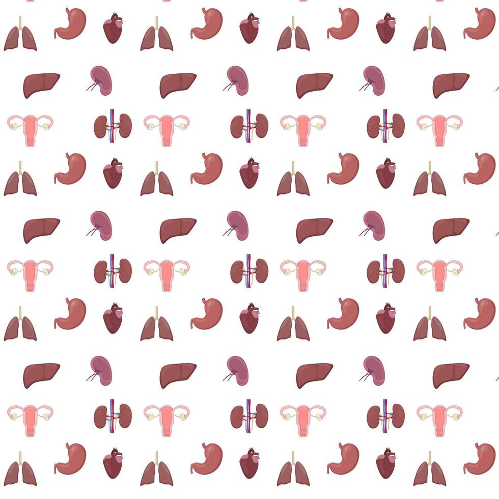 Healthy body internal organs pattern vector