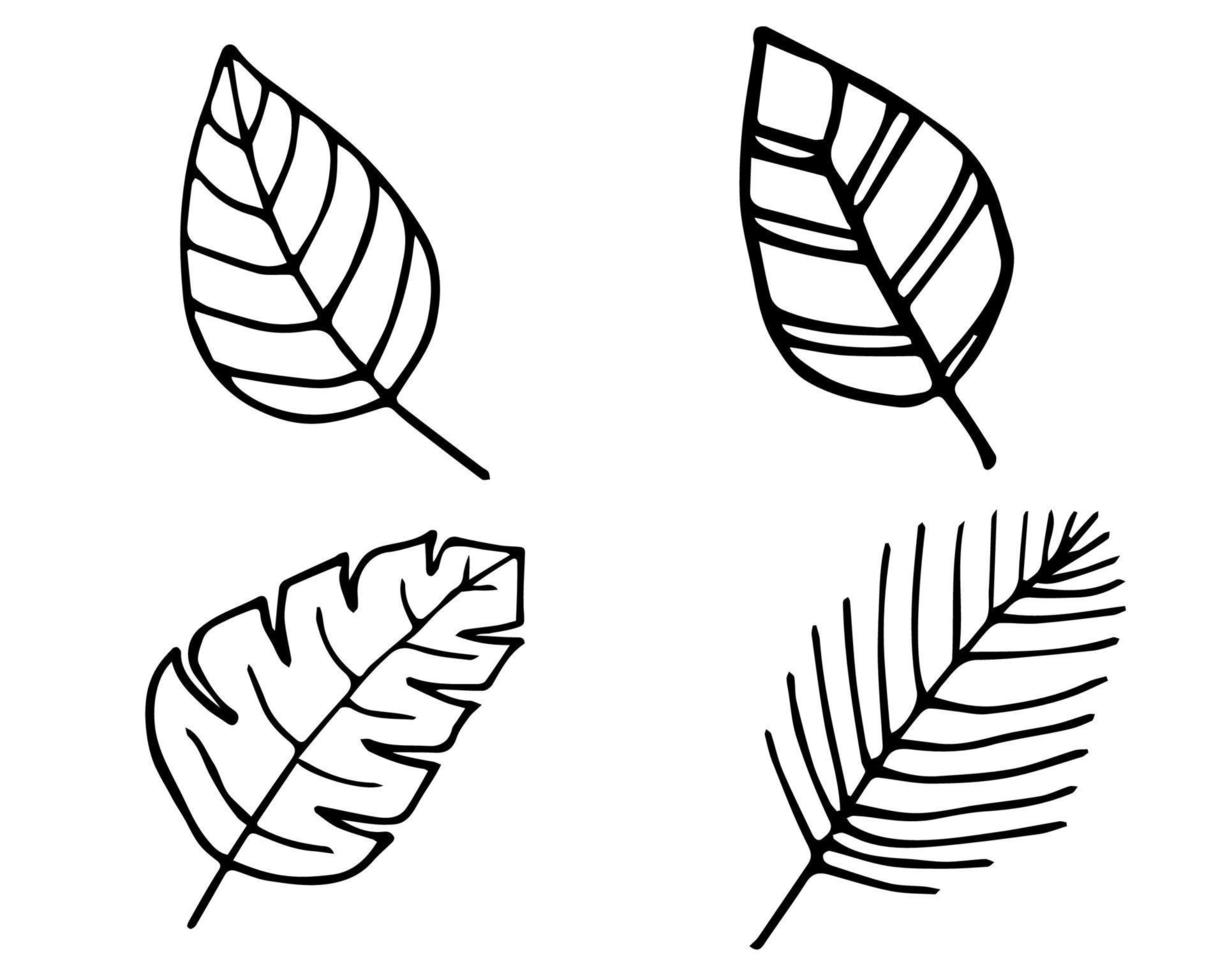 hojas en blanco y negro vector