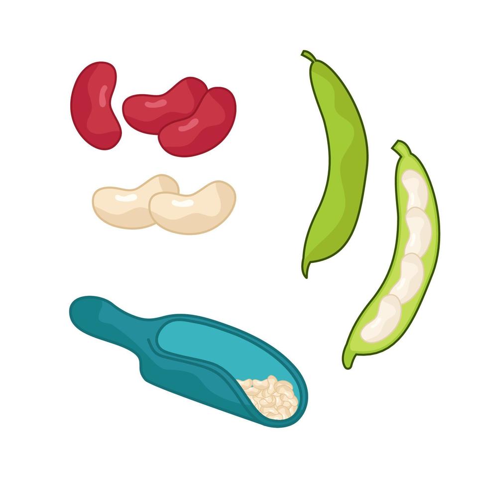 A set of different beans. The world of legumes. vector