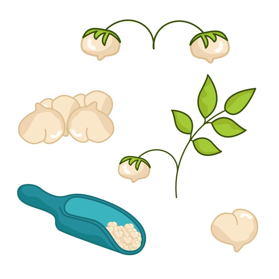A set of different chickpeas. The world of legumes. vector
