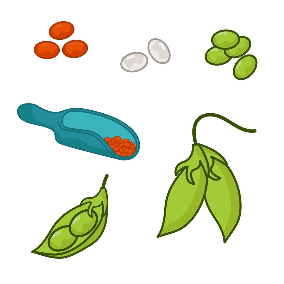 A set of different lentils. The world of legumes. vector