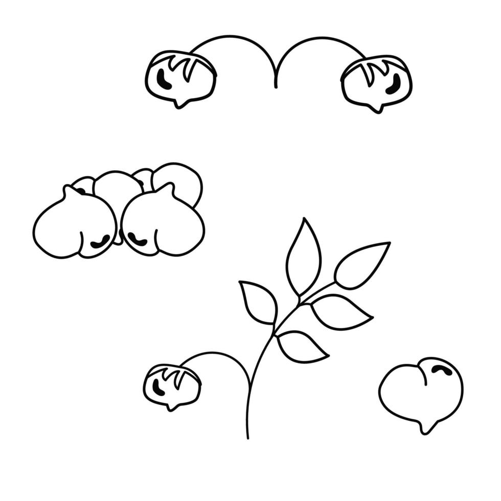 A set of different soybeans outline. The world of legumes. vector