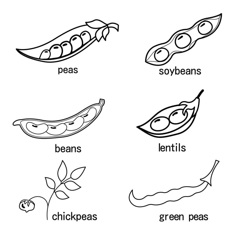 un conjunto de contorno de legumbres. guisantes lentejas lentejas garbanzos soja guisantes verdes vector