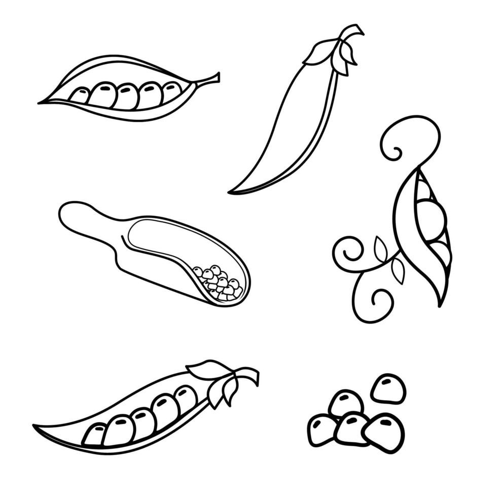 A set of different green peas outline. The world of legumes. vector