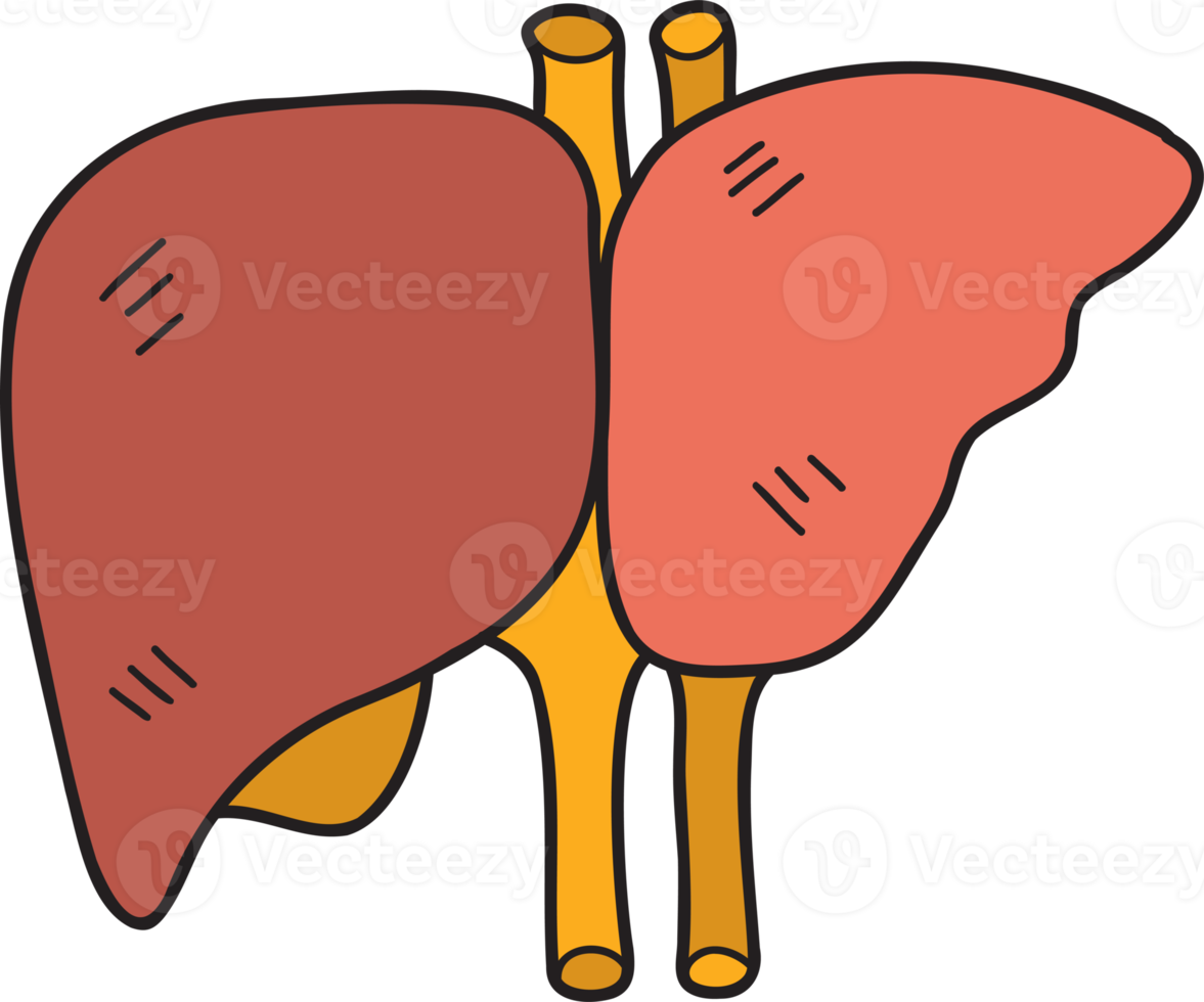 hand gezeichnete leberillustration png