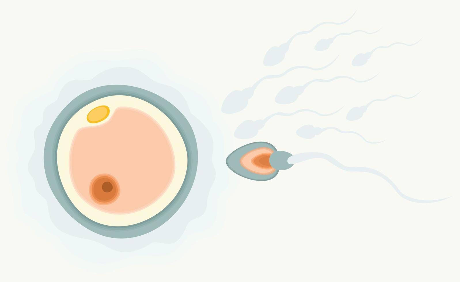 Sperm running to egg. Human fertility concept. vector