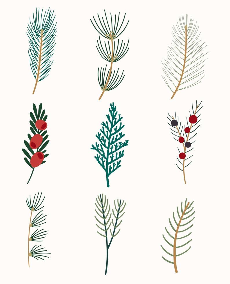 Winter flora. A set of evergreen branches. Thuja, yew, juniper, fir, cedar, pine, and spruce. vector