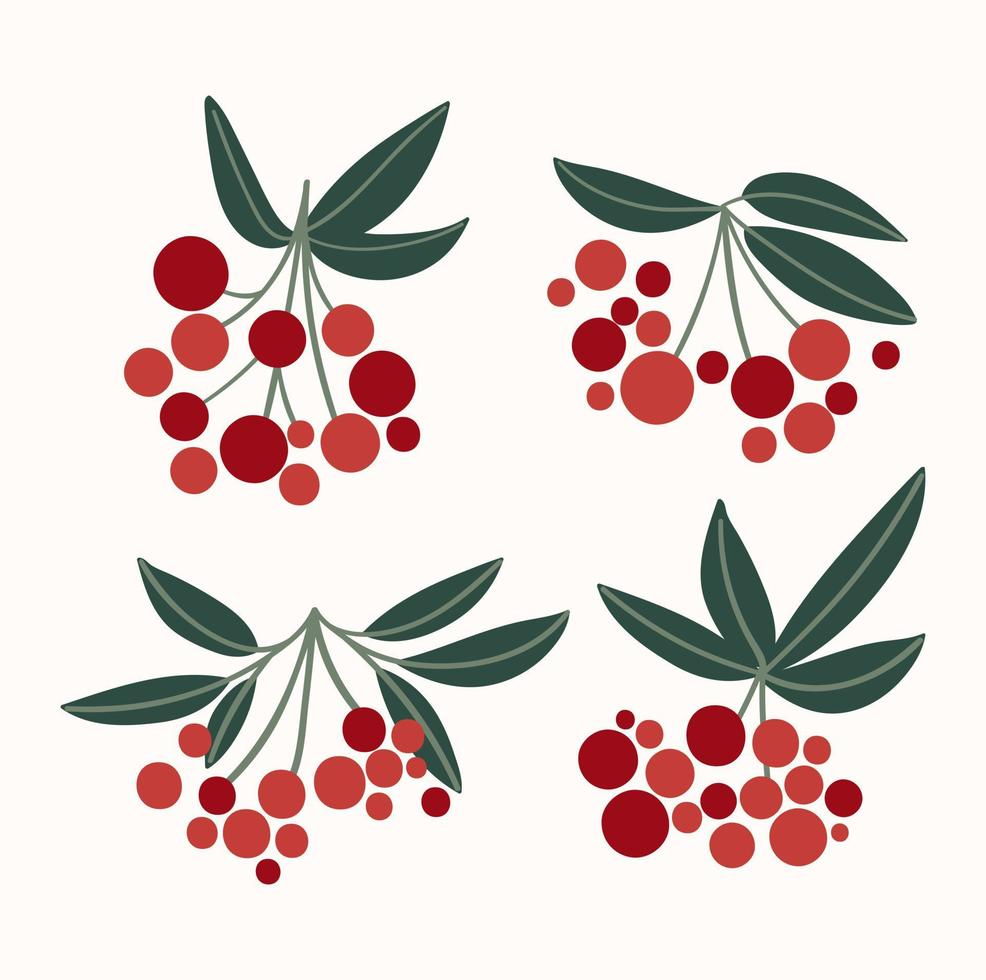 Branch with berries and green leaves. Set of four bunches of red rowan. vector
