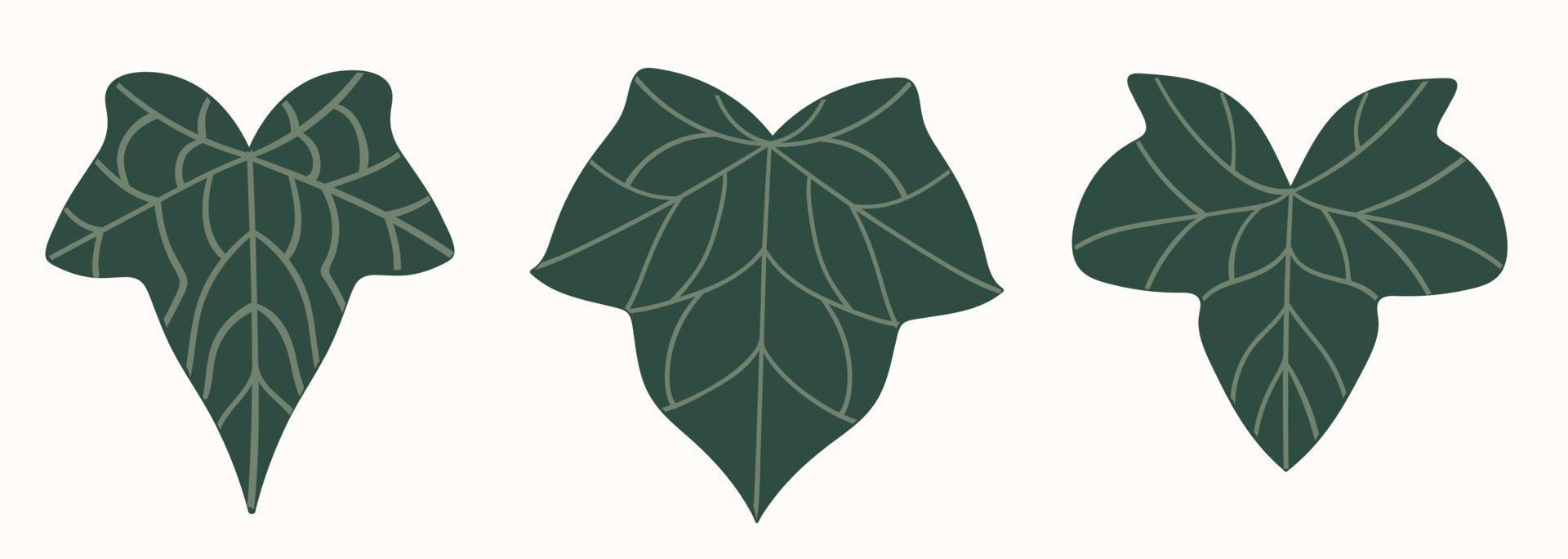 Set of three doodle ivy green leaves. vector
