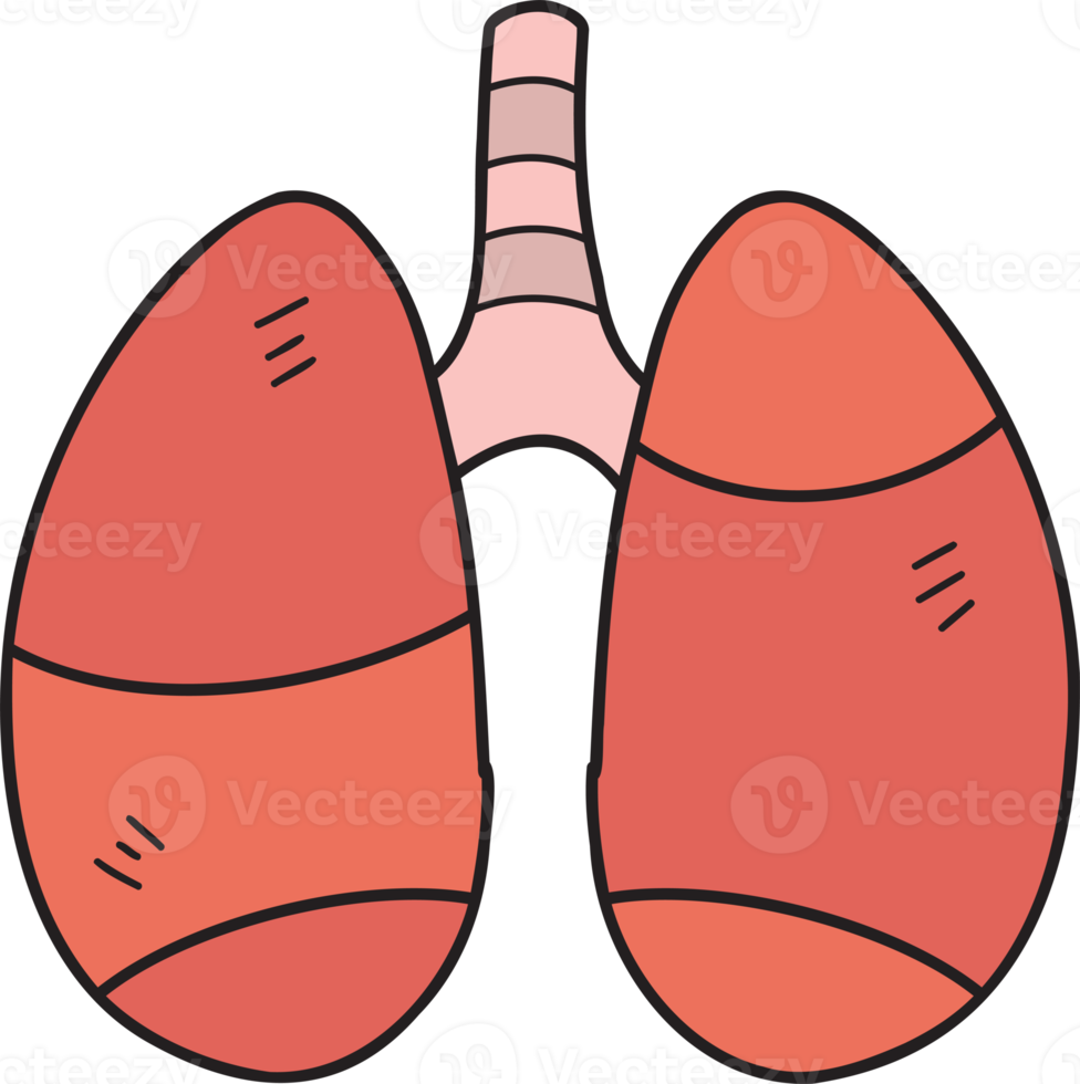 Hand Drawn lungs illustration png