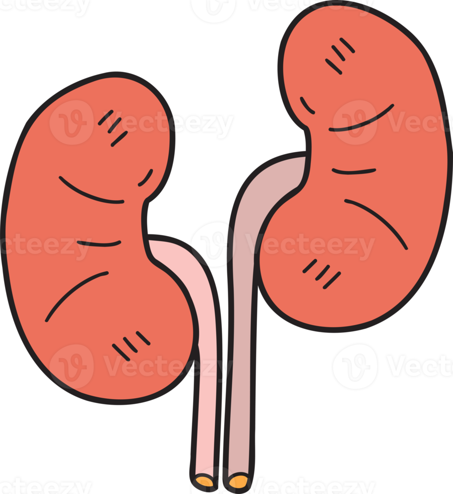 Hand Drawn kidney illustration png