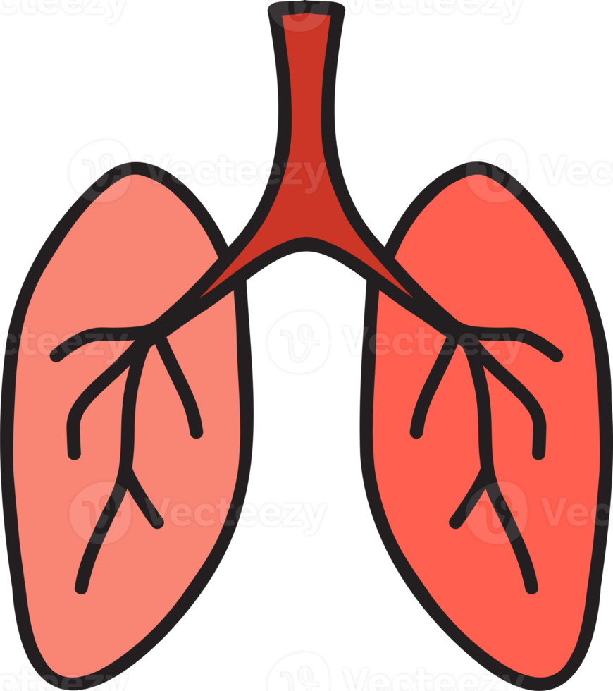 Hand Drawn lungs illustration png