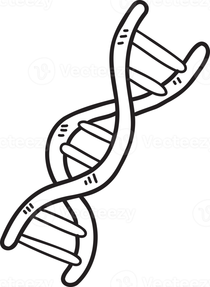 Hand Drawn genes and dna illustration png