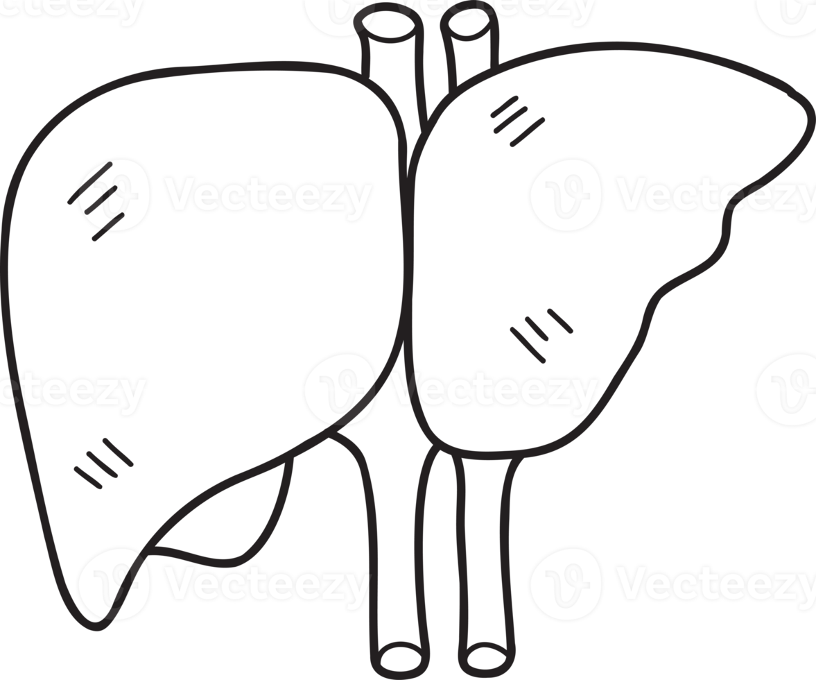 ilustração de fígado desenhada à mão png